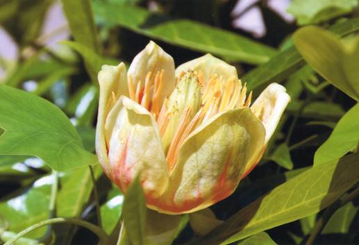 Tulpenbaum